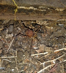 Discocyrtus testudineus