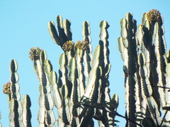 Euphorbia ingens