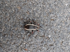 Iphita limbata
