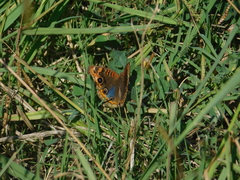 Junonia genoveva hilaris