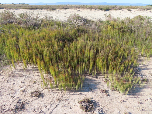 Image of Elegia microcarpa by (c) linkie, some rights reserved (CC BY)