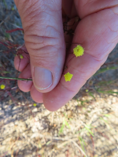 Image of Cotula filifolia by (c) linkie, some rights reserved (CC BY)