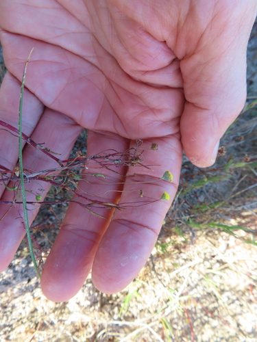 Image of Cotula filifolia by (c) linkie, some rights reserved (CC BY)
