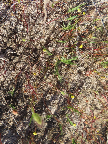 Image of Cotula filifolia by (c) linkie, some rights reserved (CC BY)