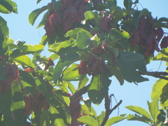 Terminalia stenostachya