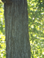 Terminalia stenostachya