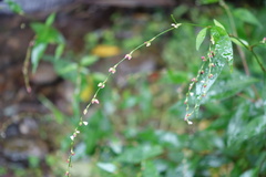 Persicaria pubescens