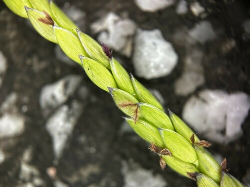 Image of Creeping Kukaepua`a (Digitaria fuscescens) by (c) scallions, some rights reserved (CC BY)