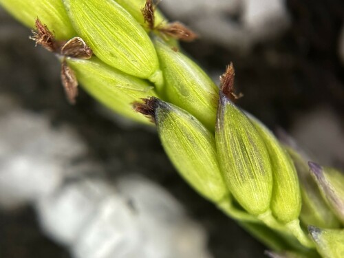 Image of Creeping Kukaepua`a (Digitaria fuscescens) by (c) scallions, some rights reserved (CC BY)