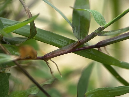 Image of Creeping Kukaepua`a (Digitaria fuscescens) by (c) scallions, some rights reserved (CC BY)