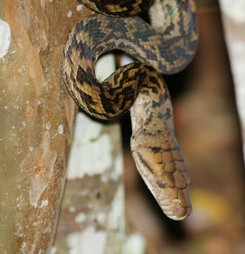 Australian Scrub Python sighting