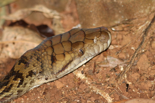 Australian Scrub Python sighting