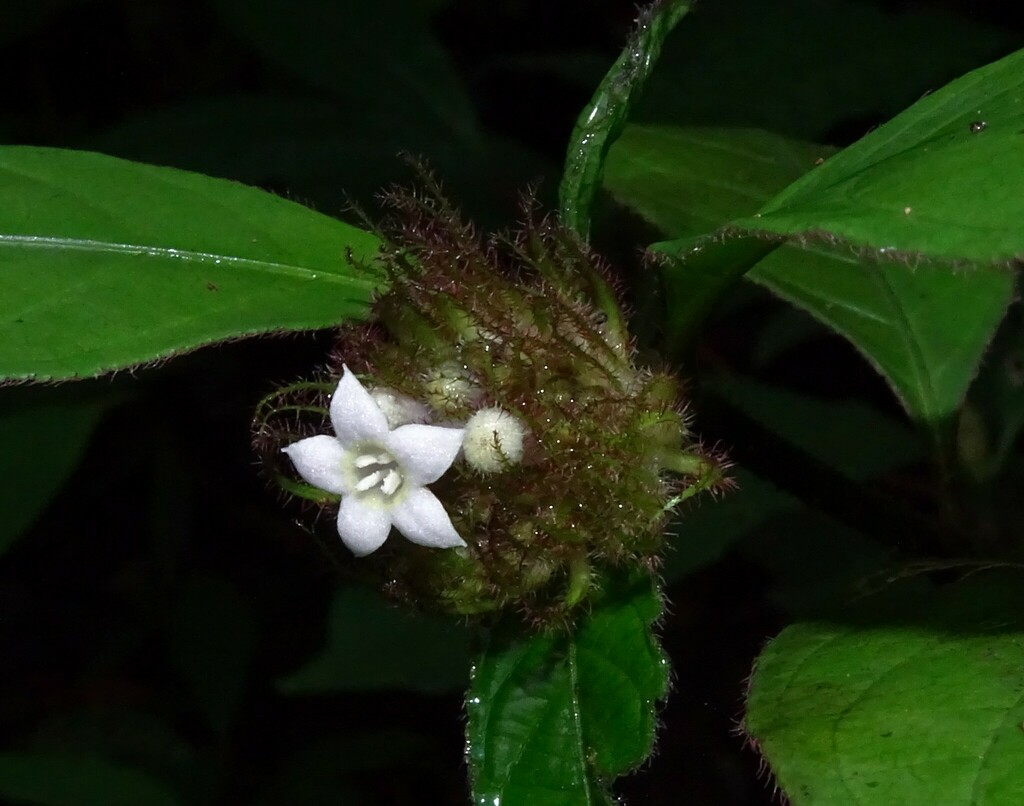 Palicourea glabra