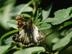 Heliopetes omrina