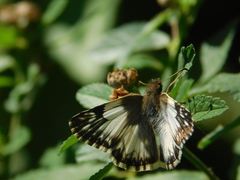 Heliopetes omrina