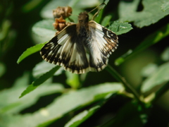 Heliopetes omrina