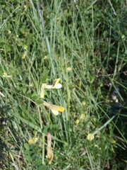 Vicia hybrida