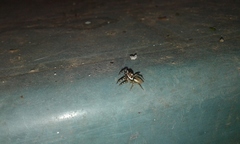 Chira gounellei