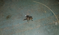 Chira gounellei