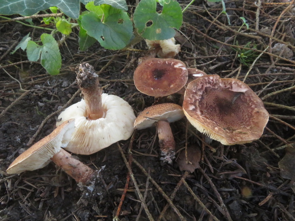 Eriophorae