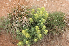 Castilleja citrina