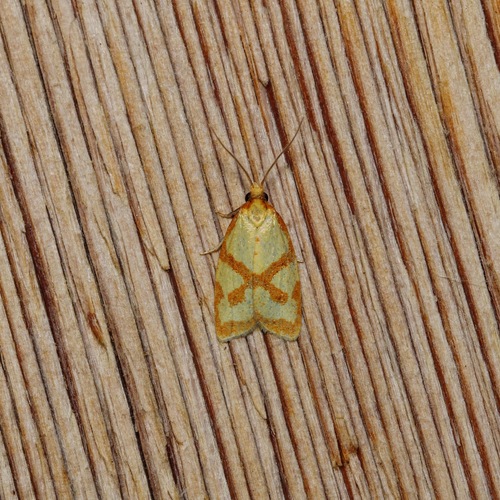 Sparganothis Fruitworm Moth photo 3
