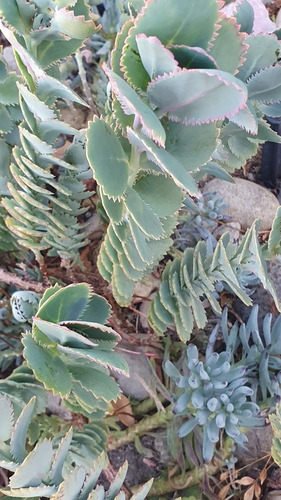 Foto de Saião