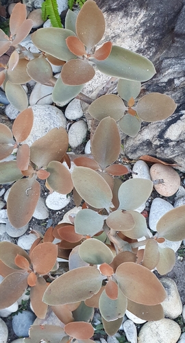 copper spoons