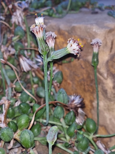 Curio herreanus 3