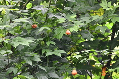 Callianthe picta image