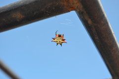 Gasteracantha sanguinolenta