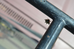 Gasteracantha sanguinolenta