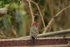 Lagonosticta senegala
