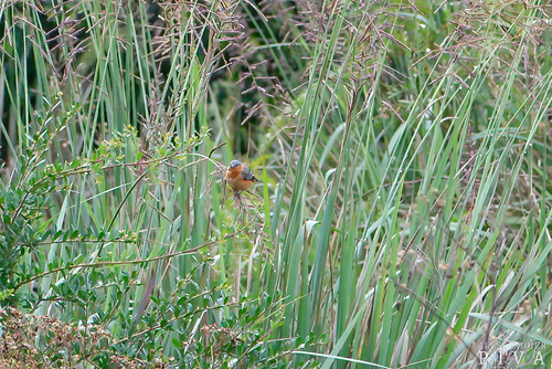 Tawny-bellied Seedeater (Sporophila hypoxantha), photo 6