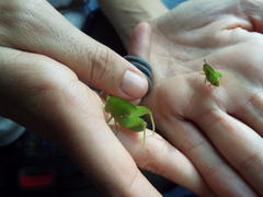 Plagiotriptus hippiscus