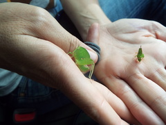 Plagiotriptus hippiscus