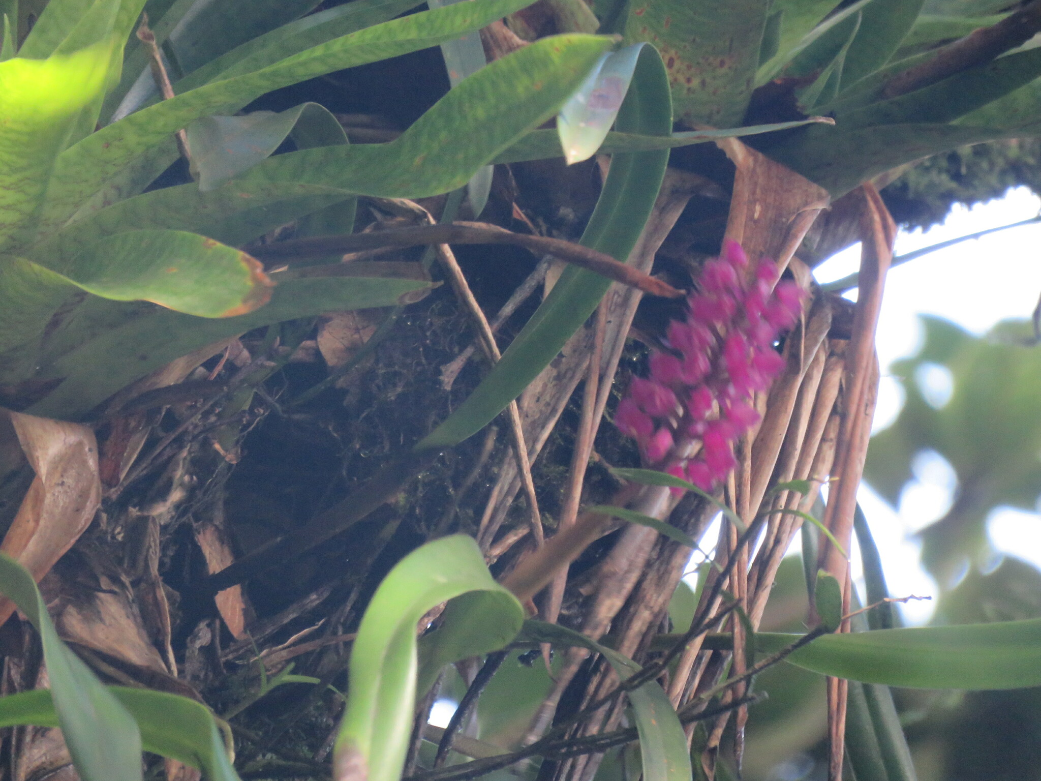 Imagem de Orquídea gigante