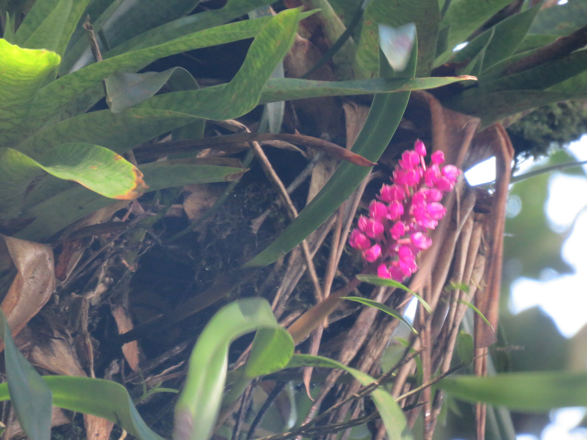 Imagem de Orquídea gigante