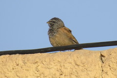 Emberiza sahari