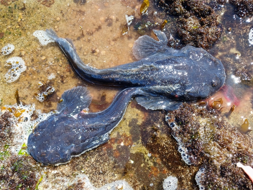 Monkfish