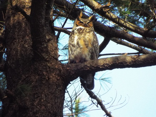 Great Horned Owl photographed in Massachusetts