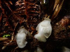 Monotropastrum humile