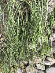 Rhipsalis baccifera