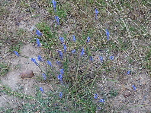 Image of Needleleaf Combflower by (c) Shaun Swanepoel, some rights reserved (CC BY)