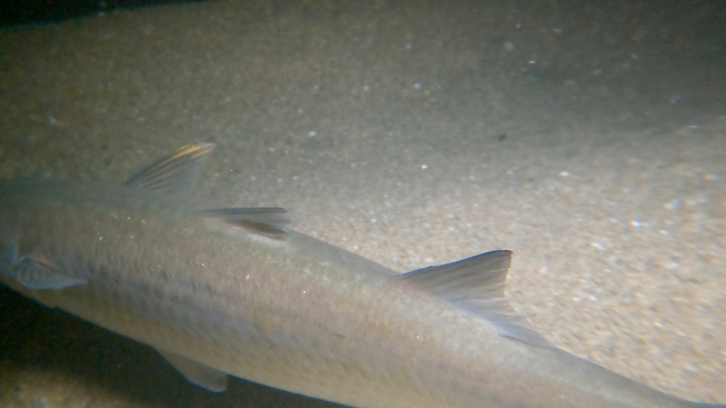 Liseta mullet