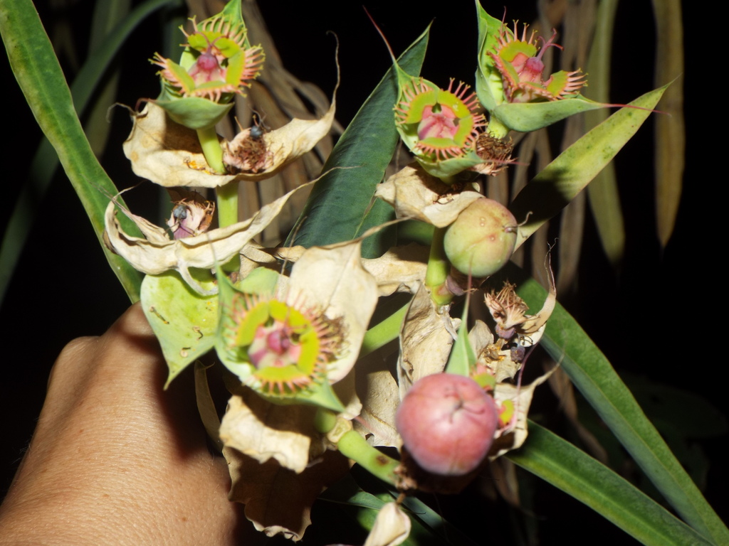Euphorbia grantii