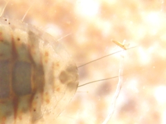 Corixoidea