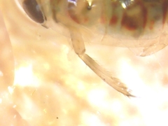 Corixoidea
