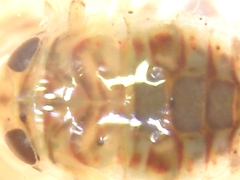 Corixoidea