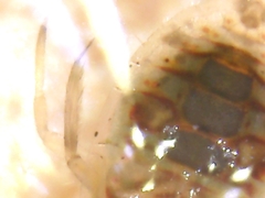Corixoidea